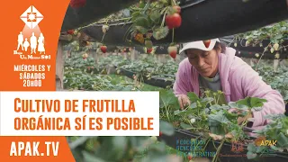 Cultivo de frutilla orgánica sí es posible
