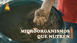 Microorganismos que nutren