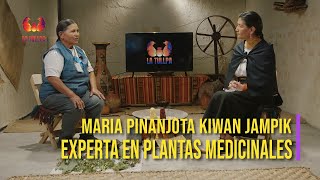 María Pinanjota. Kiwan Jampik. Experta en plantas medicinales