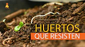 Huertos que resisten