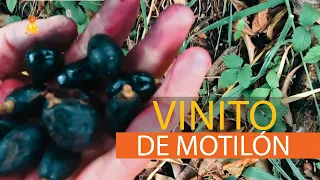 Vinito de motilón