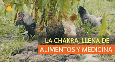 LA CHAKRA, llena de alimentos y medicina
